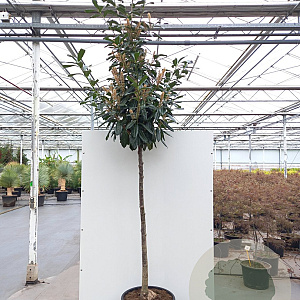 Prunus l. 'Novita' 170 cm stam 35L 8-10