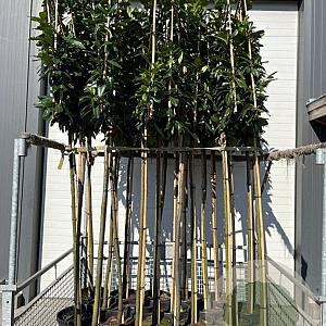 Prunus l. 'Novita' 200 cm stam 25L Leivorm
