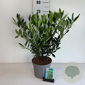 Prunus l. 'Otto Luyken' 30-40 cm 5,0L