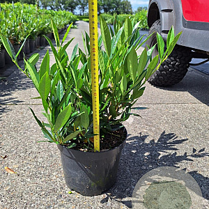 Prunus l. 'Otto Luyken' 30-40 cm 5,0L