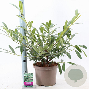 Prunus l. 'Zabeliana' 40-50 cm 5,0L