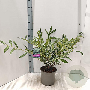 Prunus l. 'Zabeliana' 40-50 cm 5,0L