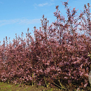 Prunus padus 'Colorata' 700-800 cm draadkluit meerstammig