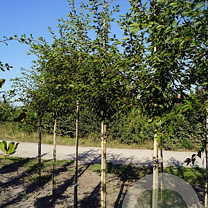 Prunus Royal Flame 12-14 HO draadkluit