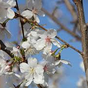 Prunus Royal Flame 25-30 HO draadkluit