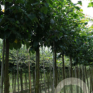 Prunus sargentii 'Rancho' 14-16 HO draadkluit