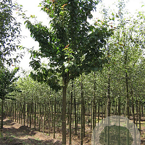 Prunus sargentii 'Rancho' 20-25 HO draadkluit