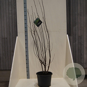 Prunus serrula 150-175 cm 20L meerstammig