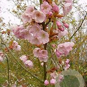 Prunus ser. 'Hokusai' 14-16 HO draadkluit