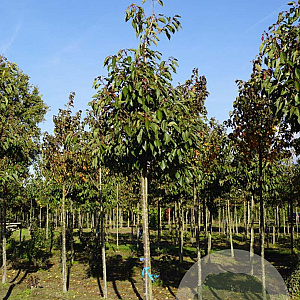 Prunus ser. 'Hokusai' 18-20 HO draadkluit