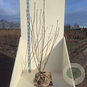 Prunus ser. 'Kanzan' 125-150 cm met kluit meerstammig