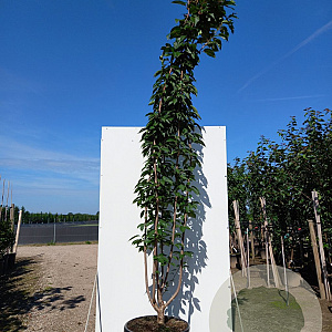 Prunus ser. 'Kanzan' 300-350 cm 50L meerstammig