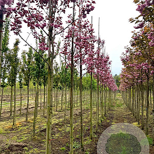 Prunus ser. 'Royal Burgundy' 8-10 HO draadkluit