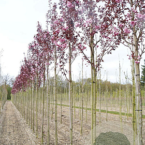Prunus ser. 'Royal Burgundy' 10-12 HO draadkluit