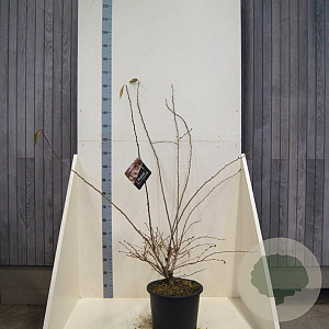 Prunus subh. 'Autumnalis' 150-175 cm 20L meerstammig