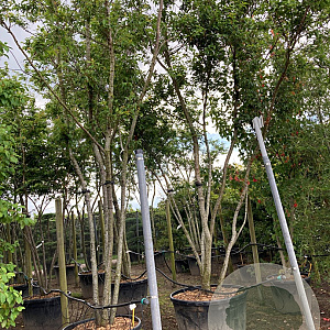 Prunus subh. 'Autumnalis' 200-250 cm cont. 110L meerstammig