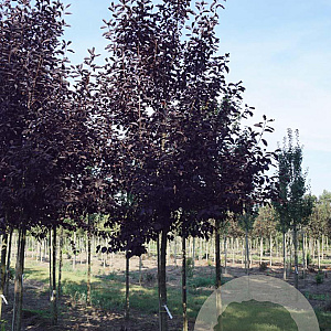 Prunus virginiana 'Canada Red' 16-18 HO draadkluit