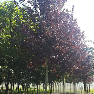 Prunus virginiana 'Shubert' 18-20 HO draadkluit