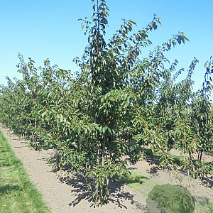 Prunus yedoensis 450-500 cm draadkluit meerstammig