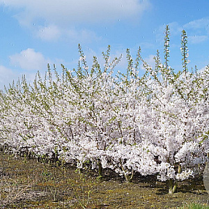 Prunus yedoensis 450-500 cm draadkluit meerstammig