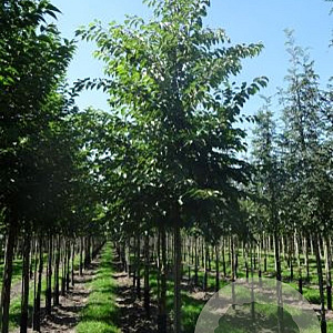 Prunus yedoensis 20-25 HO draadkluit 250 cm stam