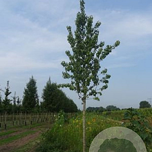 Pyrus c. 'Beurré Hardy' 6-8 HO draadkluit