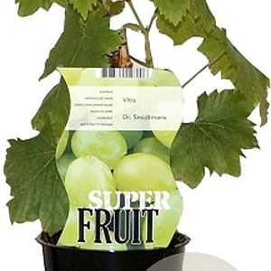Vitis 'Dr. Smidtmans' 150-175 cm vierkant rond 5,5L