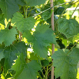 Vitis 'Regent' 80-100 cm rozenpot 2L