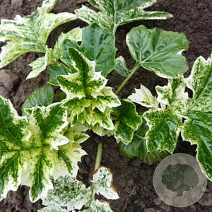 Acanthus 'Whitewater' GM 2,0L