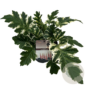 Acanthus 'Whitewater' GM 2,0L