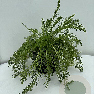 Achillea m. 'Cerise Queen' GM 2,0L