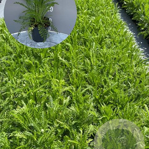 Achillea m. 'Cerise Queen' GM 2,0L