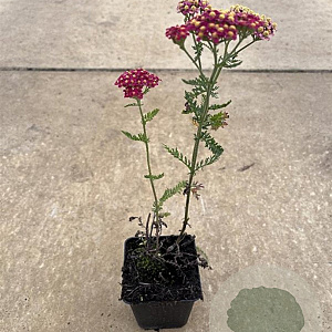 Achillea m. 'Paprika' GM P9