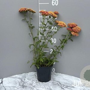 Achillea m. 'Paprika' GM 2,0L