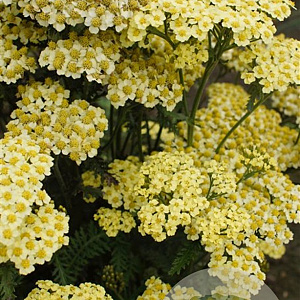 Achillea m. 'Sunny Seduction' GM P9