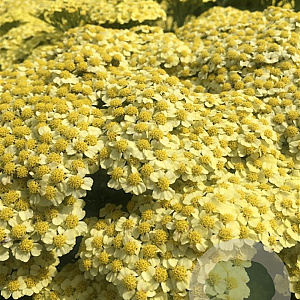 Achillea m. 'Sunny Seduction' GM P9