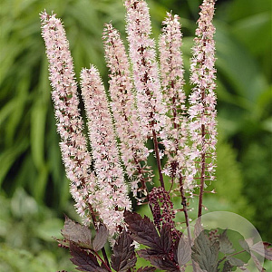 Actaea simp. 'Pink Spike' GM P9