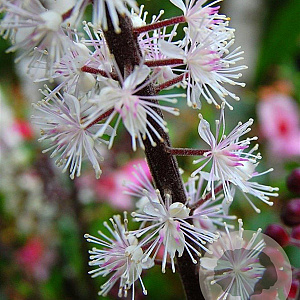 Actaea simp. 'Pink Spike' GM P9