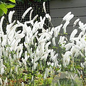 Actaea simp. 'White Pearl' GM P9