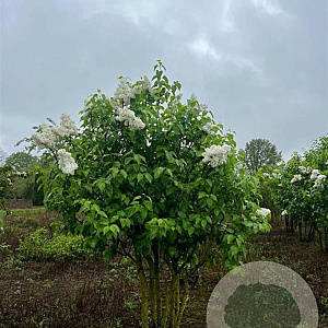 Syringa v. 'Souv. d'Alice Harding' 200-250 cm draadkluit struik