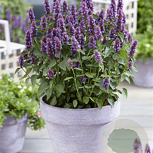 Agastache Beelicious Purple GM P9