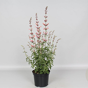 Agastache 'Fleur' GM P9