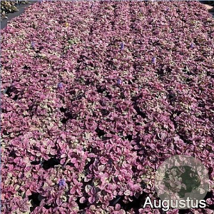 Ajuga reptans 'Burgundy Glow' GM 2,0L