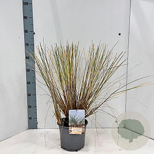 Ammophila arenaria 50 cm 4,0L