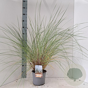 Ammophila arenaria 50 cm 4,0L