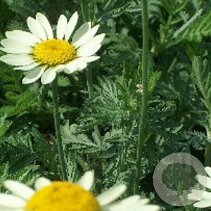 Anthemis hyb. 'Sauce Hollandaise' GM P9
