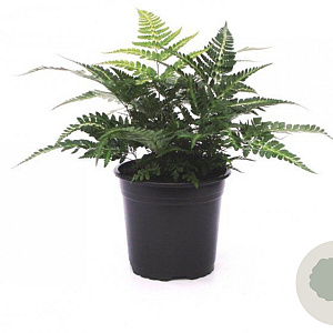 Arachniodes aristata 'Variegata' GM 2,0L