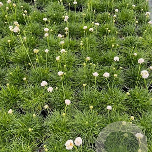 Armeria mar. 'Alba' GM 2,0L