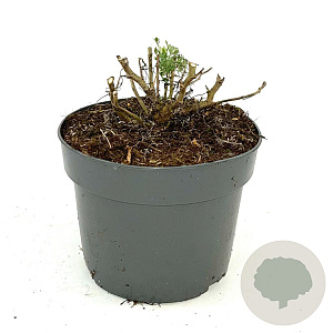 Artemisia 'Powis Castle' GM 2,0L