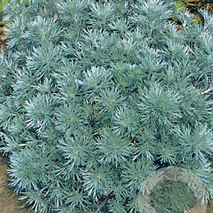 Artemisia schmidt. 'Nana' GM P9